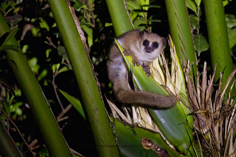 Crossley's Dwarf lemur - Cheirogaleus crossleyi
