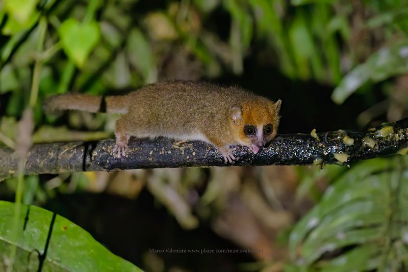 Brown Mouse Lemur - Microcebus rufus