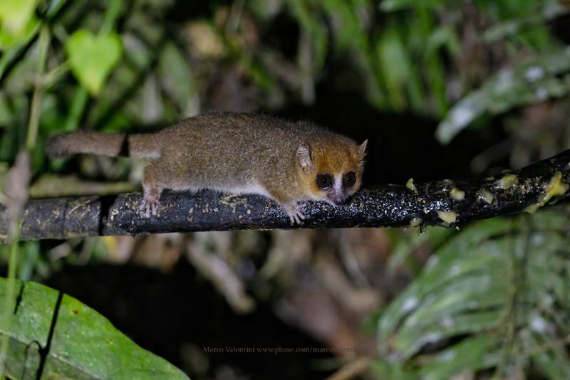 Brown Mouse Lemur - Microcebus rufus