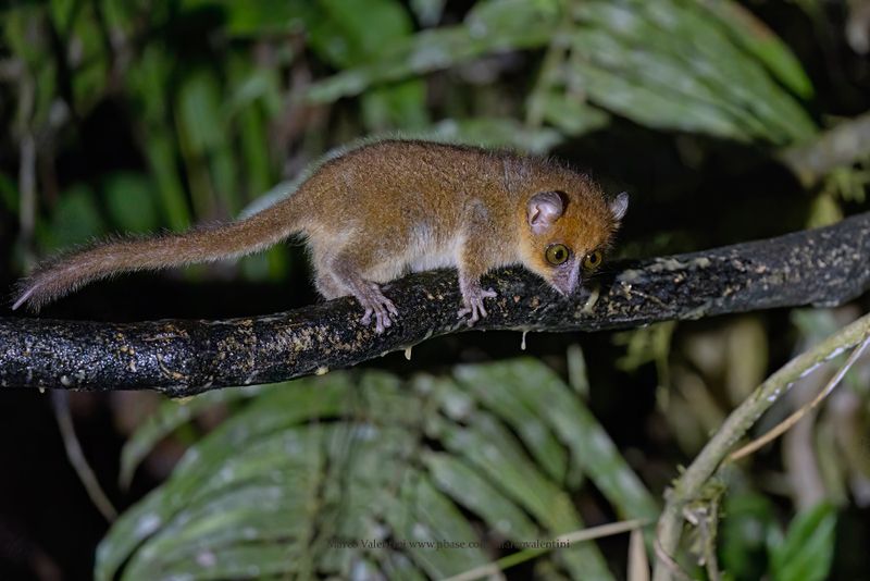 Brown Mouse Lemur - Microcebus rufus