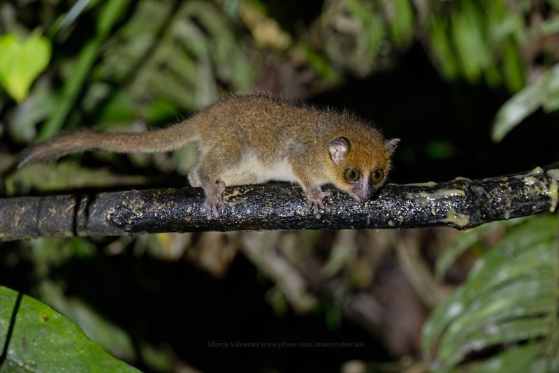 Brown Mouse Lemur - Microcebus rufus
