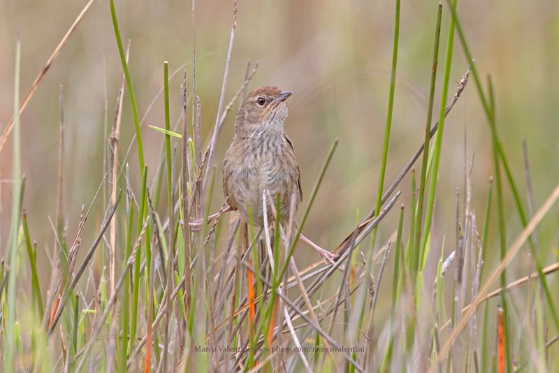 Gray Emutail - Bradypterus seebohmi