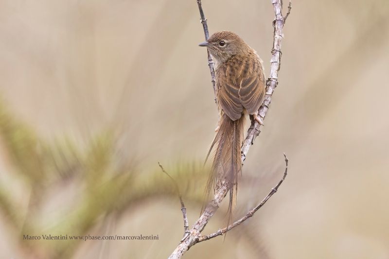 Gray Emutail - Bradypterus seebohmi