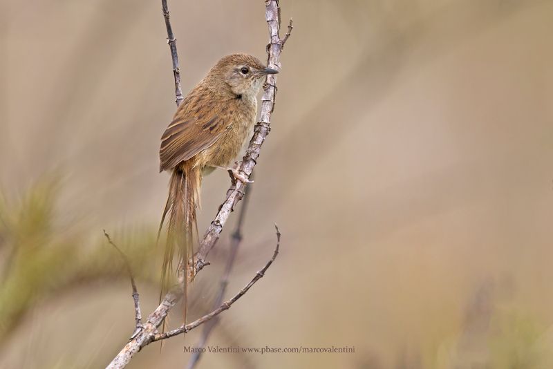 Gray Emutail - Bradypterus seebohmi