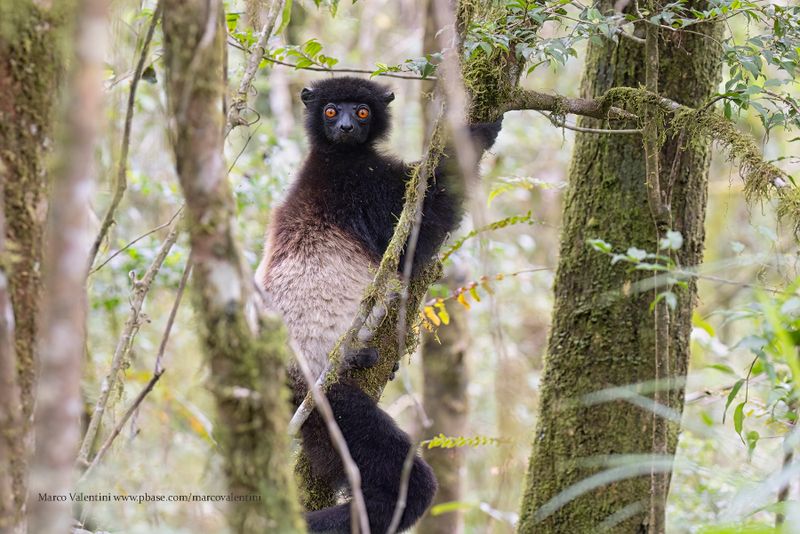 Milne-Edwards's sifaka - Propithecus edwardsi