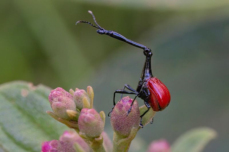 Giraffe Weevil - Trachelophorus giraffa