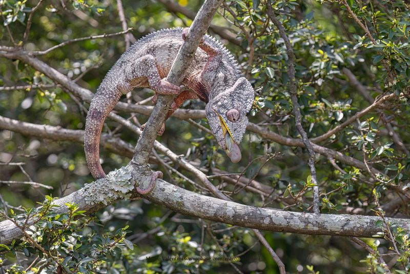 Madagascar Giant chameleon - Furcifer oustaleti