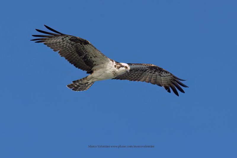 Osprey - Pandion haliaetus