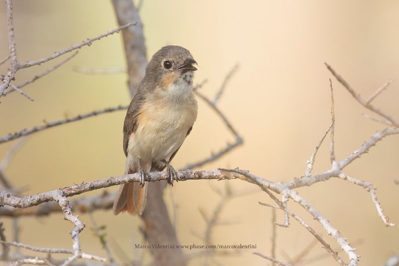 Red-tailed vanga - Calicalicus madagascariensis
