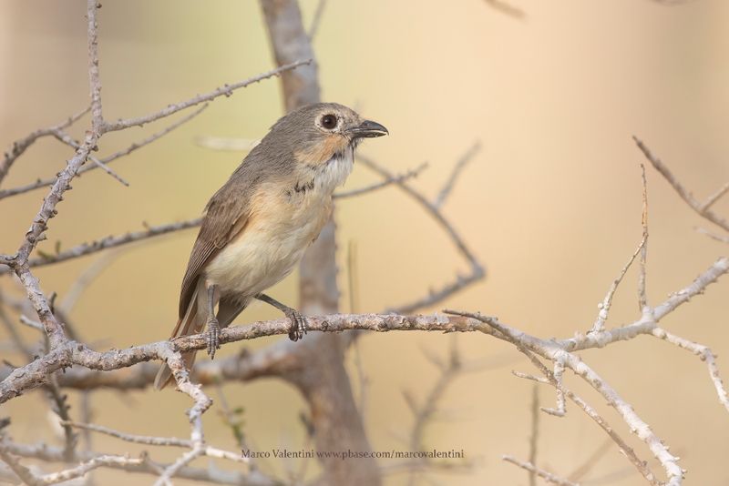Red-tailed vanga - Calicalicus madagascariensis