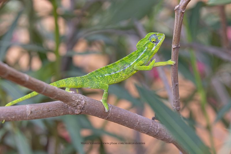 Carpet Chameleon - Furcifer lateralis