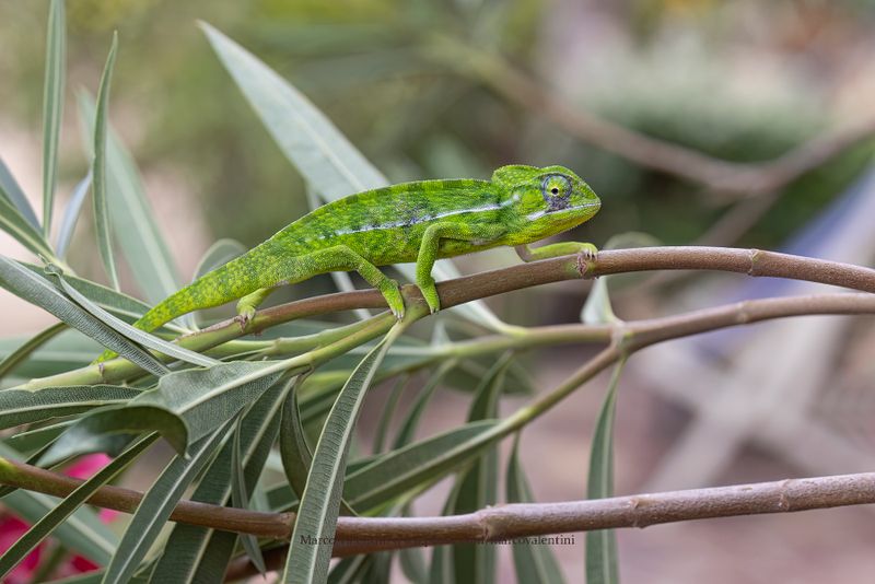 Carpet Chameleon - Furcifer lateralis