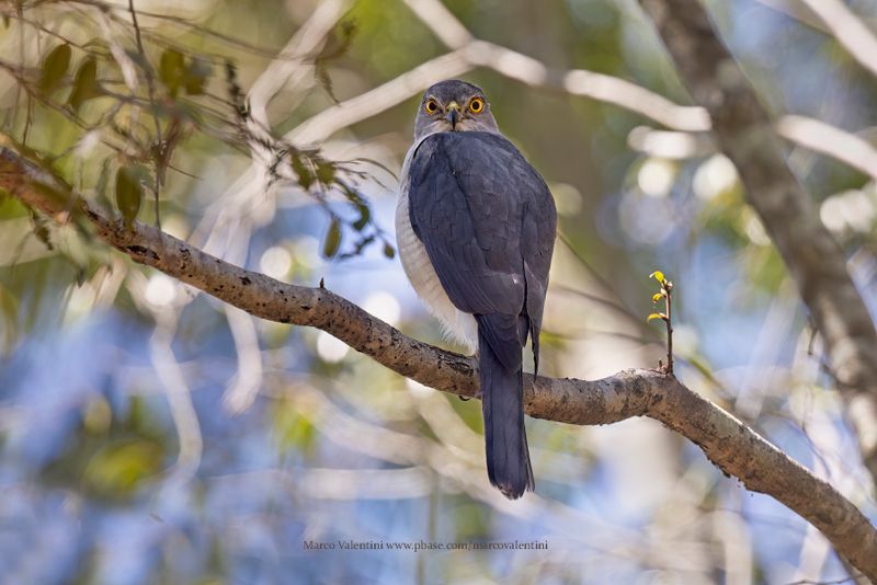 France's Sparrowhawk - Accipiter francesiae