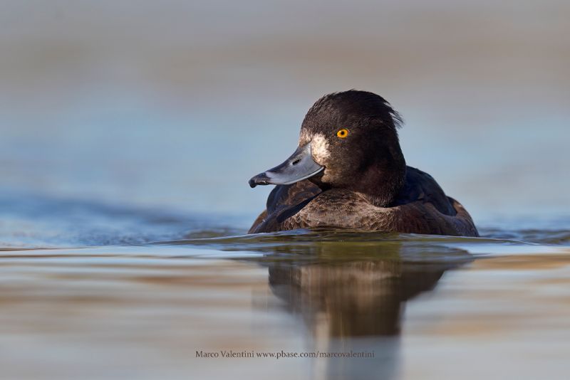 Tufted duck - Aythya fuligula