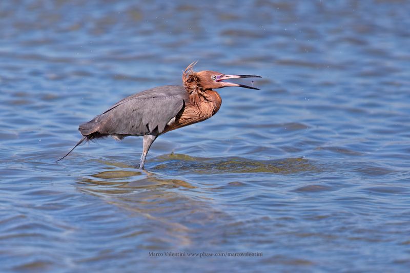 Reddish Egret - Egretta rufescens