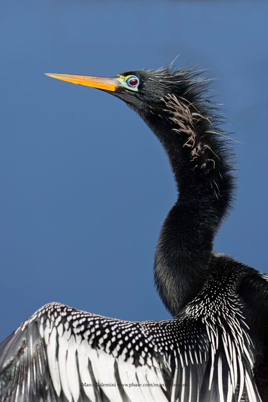 Anhinga - Anhinga anhinga