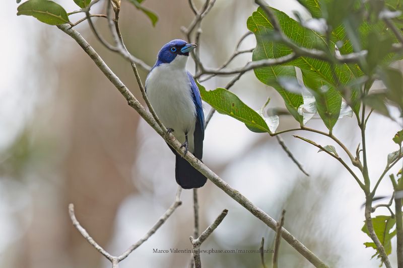 Madagascar Blue Vanga - Cyanolanius madagascarinus