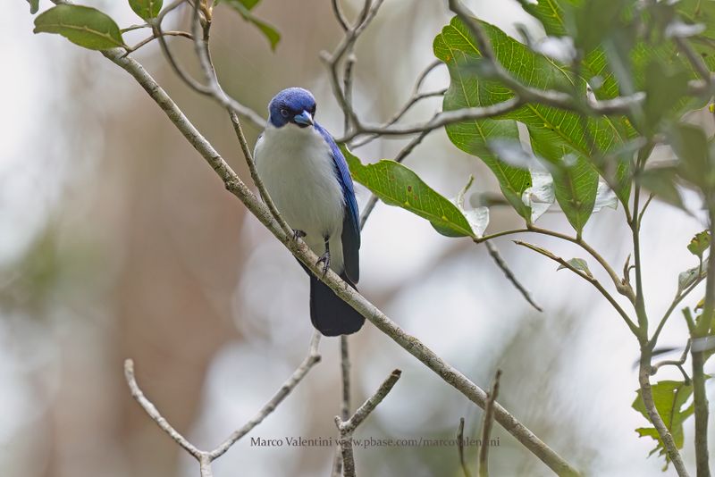 Madagascar Blue Vanga - Cyanolanius madagascarinus