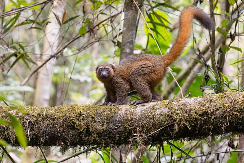 Golden Bamboo Lemur - Hapalemur aureus