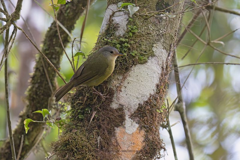 Gray-crowned Tetraka - Xanthomixis cinereiceps