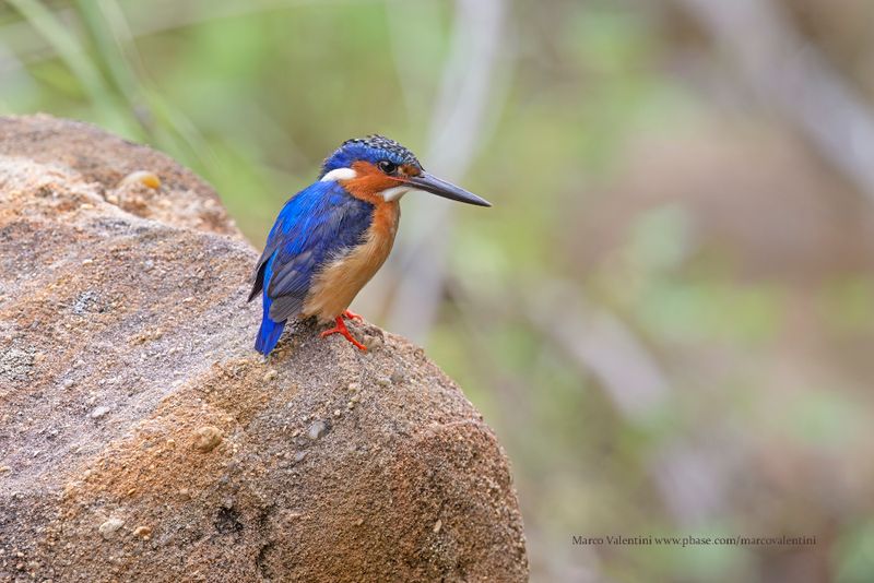 Malagasy Kingfisher - Corythornis vintsioides