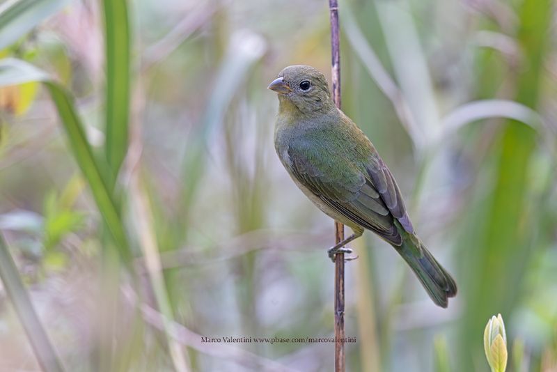 Painted Bunting - Passerina ciris