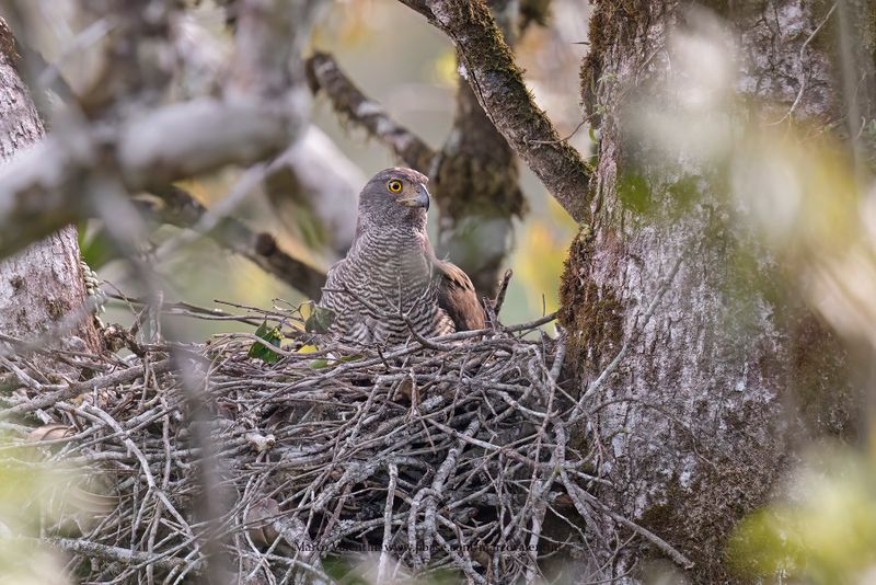 Henst's Goshawk - Accipiter henstii