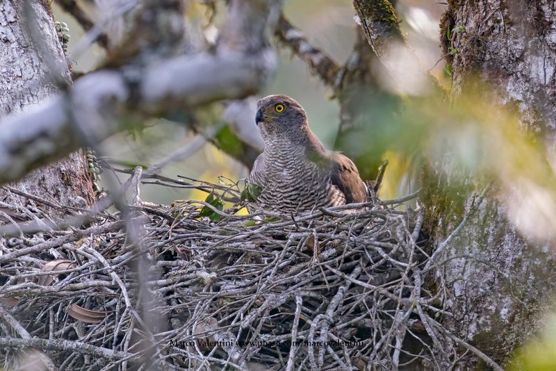 Henst's Goshawk - Accipiter henstii