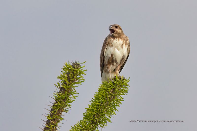 Madagascar Cuckoo-hawk - Aviceda madagascariensis