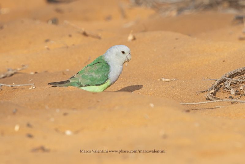 Gray-headed Lovebird - Agapornis canus