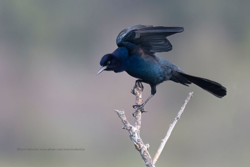 Boat-tailed grackle - Quiscalus major