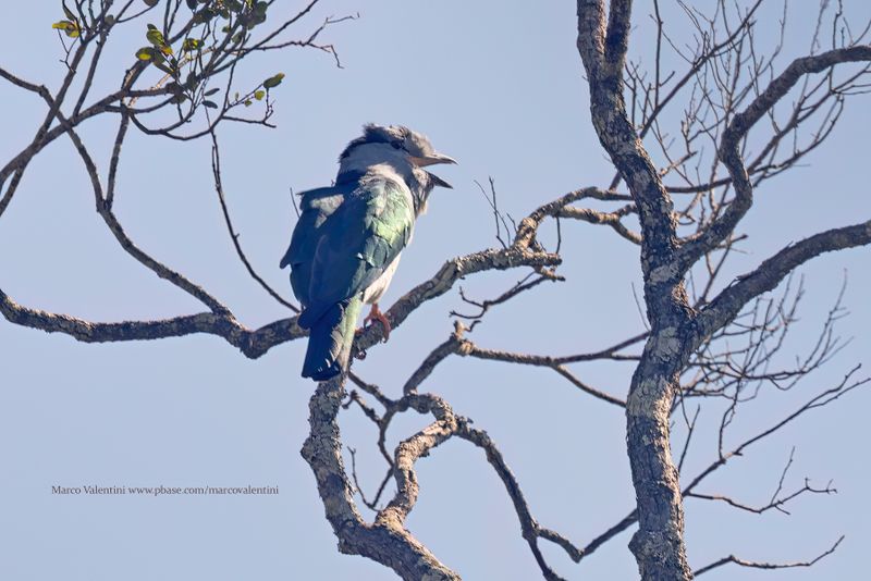 Cuckoo-roller - Leptosomus discolor