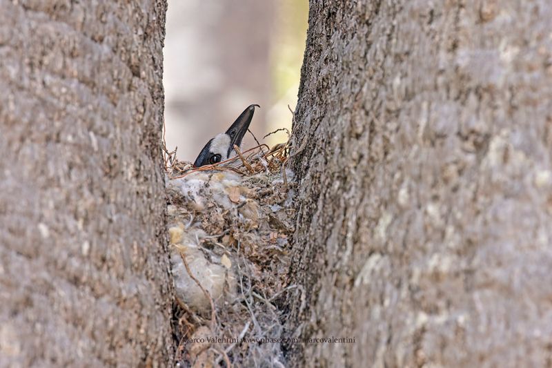 Hook-billed vanga - Vanga curvirostris