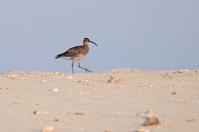 Whimbrel - Numenius phaeopus