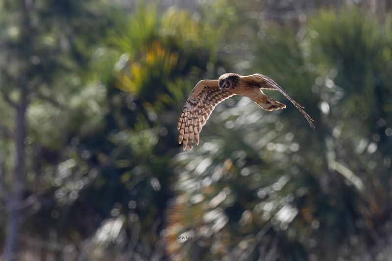 Northern Harrier - Circus hudsonicus