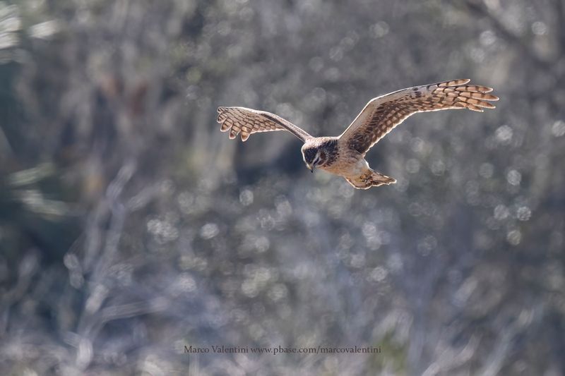 Northern Harrier - Circus hudsonicus