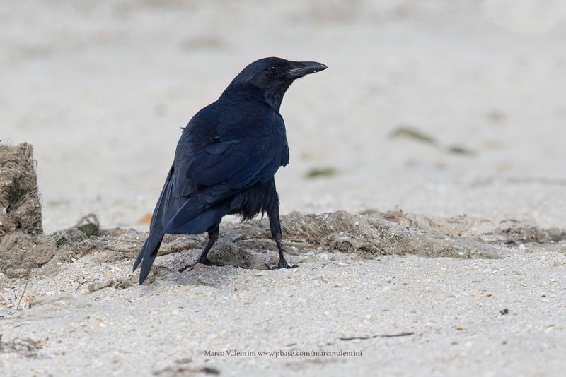 Fish Crow - Corvus ossifragus