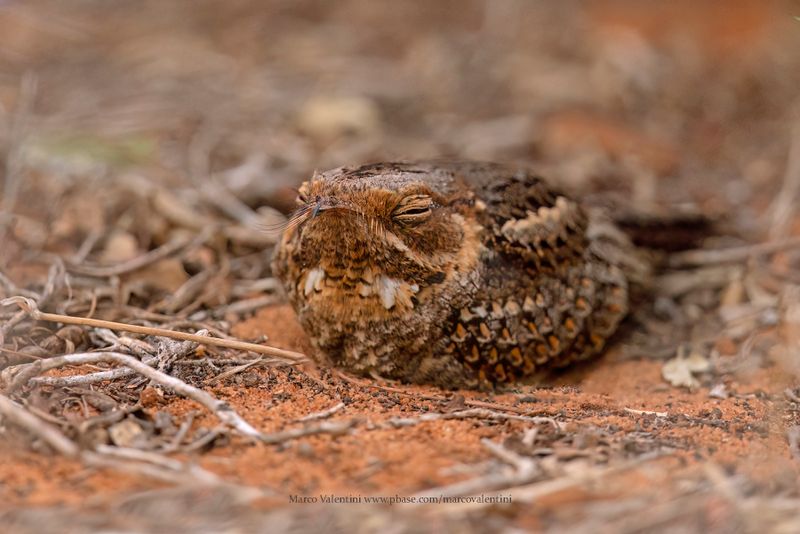 Madagascar Nightjar - Caprimulgus madagascariensis