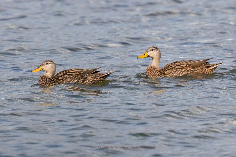 Mottled Duck - Anas fulvigula