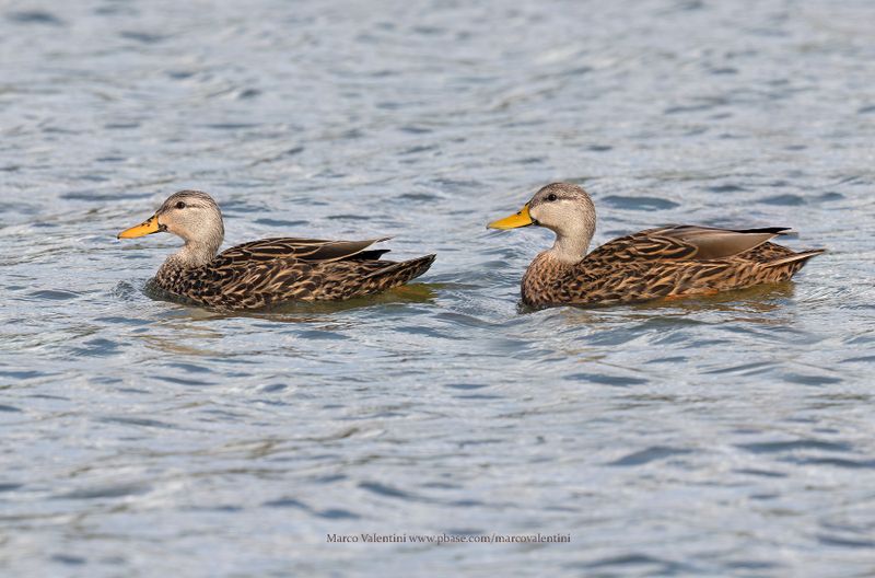 Mottled Duck - Anas fulvigula