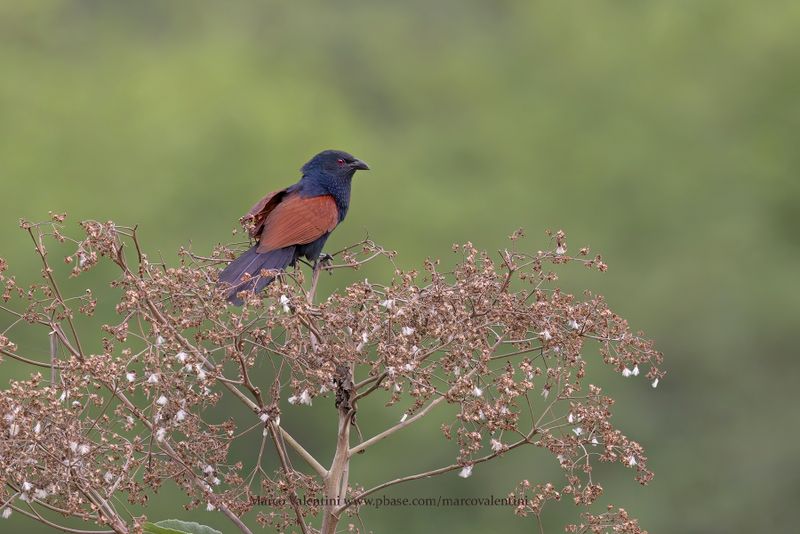 Madagascar Coucal - Centropus toulou