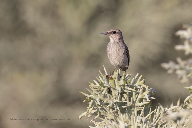 Littoral Rock-thrush - Monticola imerinus