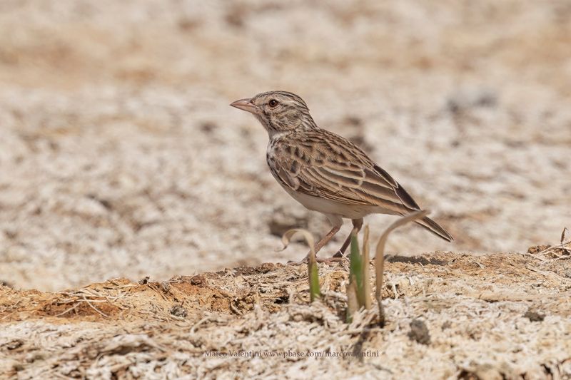 Madagascar lark - Eremopterix hova