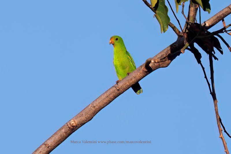 Pigmy Hanging Parrot - Loriculus exilis