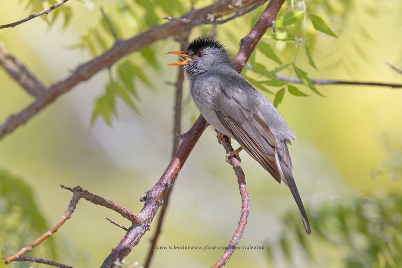 Malagasy bulbul - Hypsipetes madagascariensis