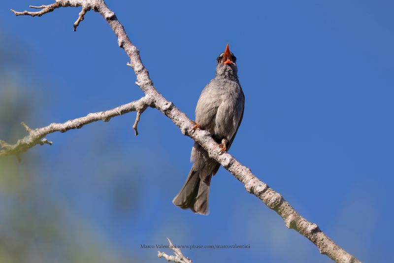 Malagasy bulbul - Hypsipetes madagascariensis