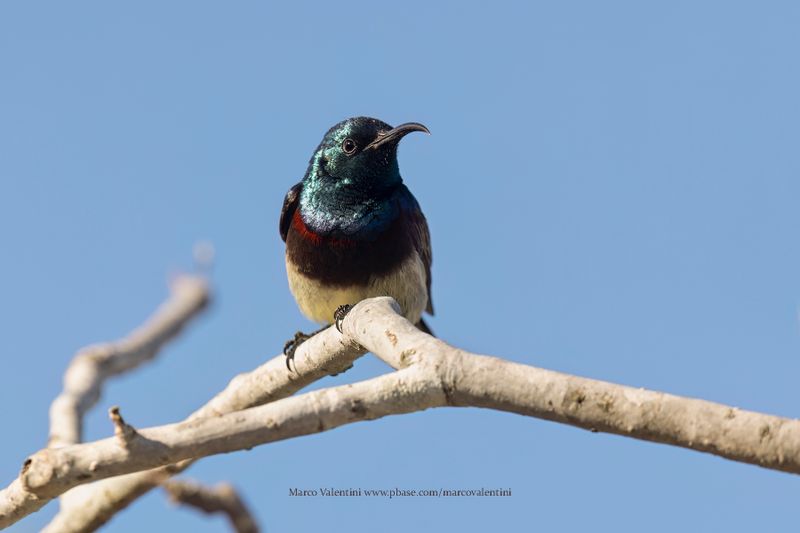 Souimanga Sunbird - Cinnyris sovimanga