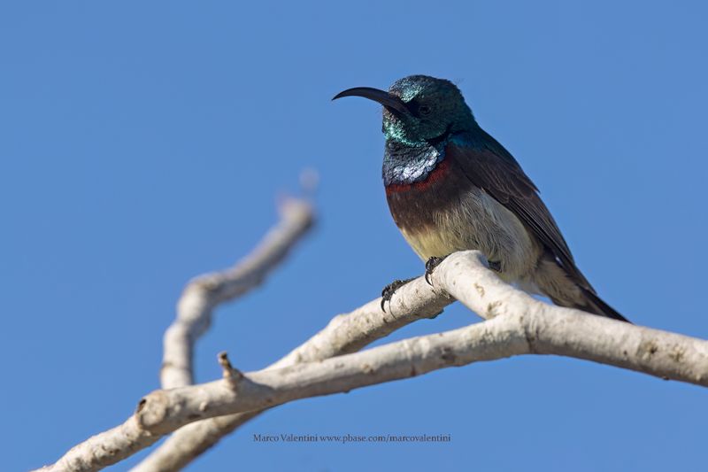 Souimanga Sunbird - Cinnyris sovimanga