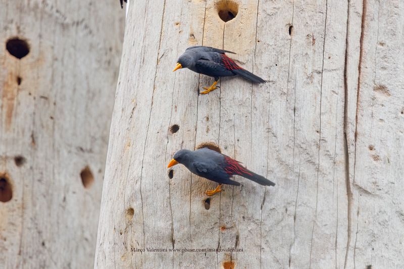 Finch-billed Myna - Scissirostrum dubium