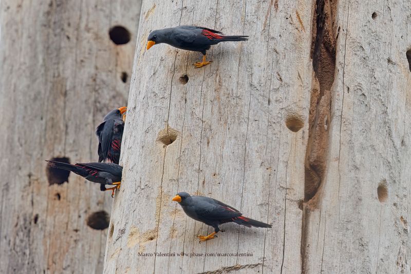 Finch-billed Myna - Scissirostrum dubium